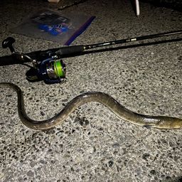 ホタテウミヘビ