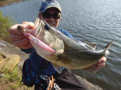 ブラックバスの釣果