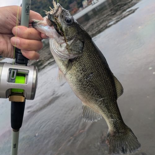 ラージマウスバスの釣果