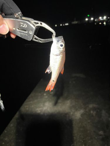 ネンブツダイの釣果