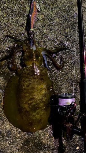 アオリイカの釣果