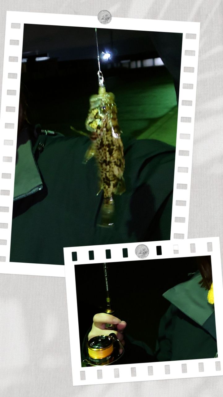 タケノコメバル