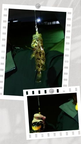 タケノコメバルの釣果