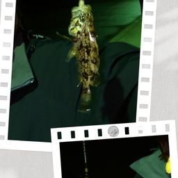 タケノコメバル