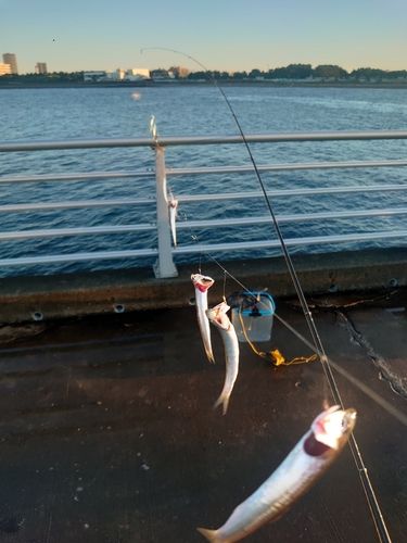 カタクチイワシの釣果