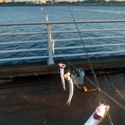 カタクチイワシ