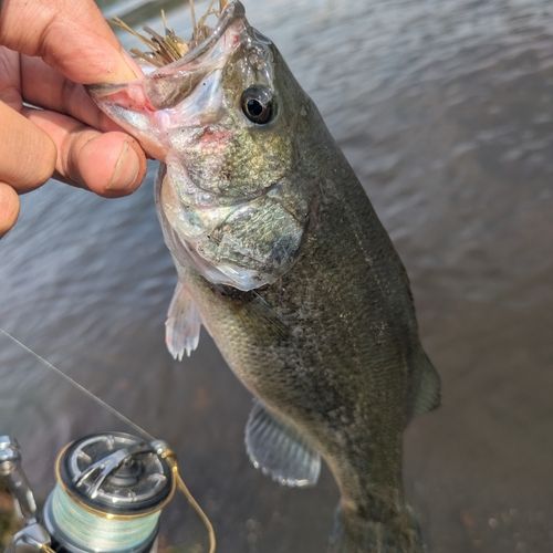 ラージマウスバスの釣果