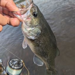 ラージマウスバス