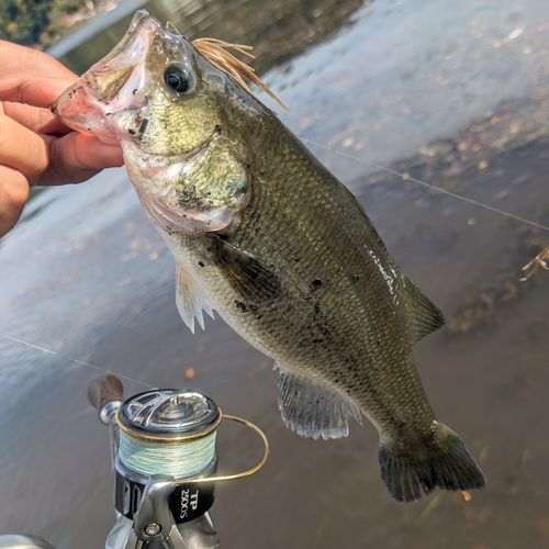 ラージマウスバスの釣果