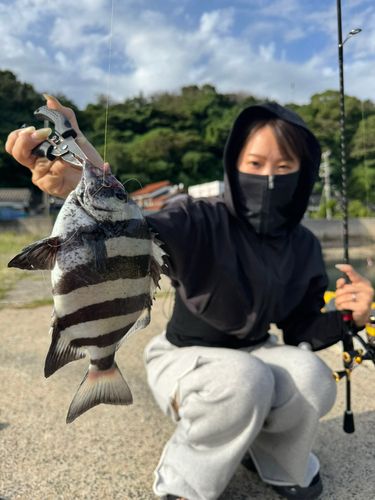 イシダイの釣果