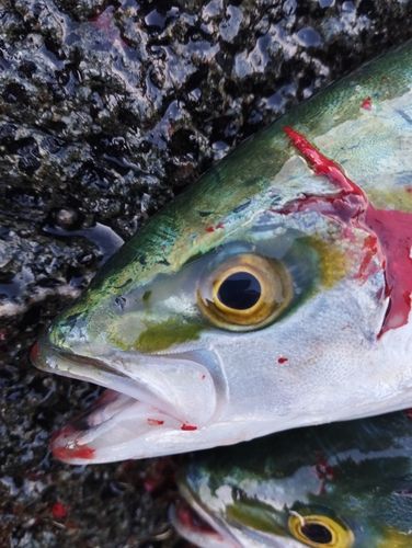 ヒラマサの釣果