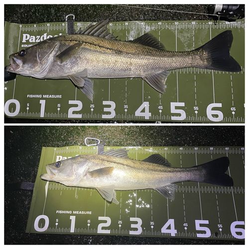 シーバスの釣果