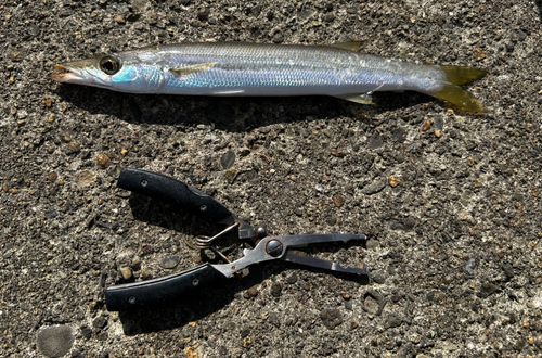 カマスの釣果