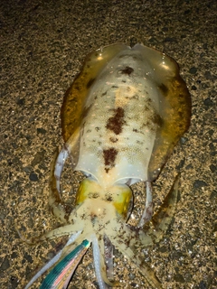 アオリイカの釣果