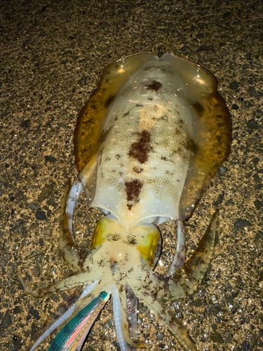 アオリイカの釣果