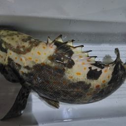 チャイロマルハタ