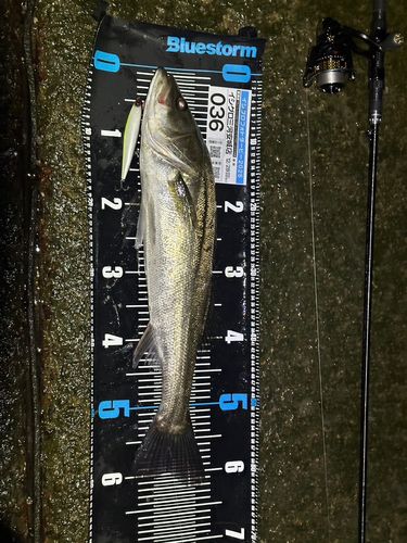 シーバスの釣果