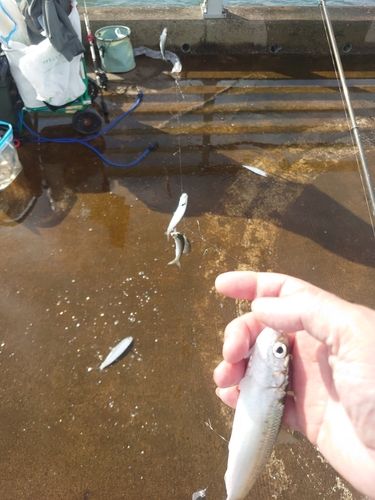 マイワシの釣果