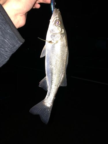 セイゴ（マルスズキ）の釣果