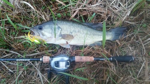 ブラックバスの釣果