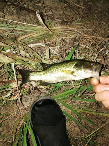 ブラックバスの釣果