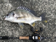 キビレの釣果