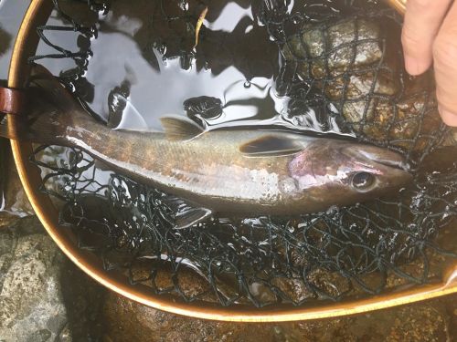 イワナの釣果