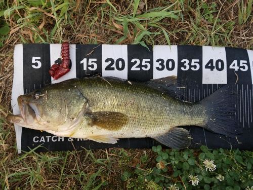 ブラックバスの釣果