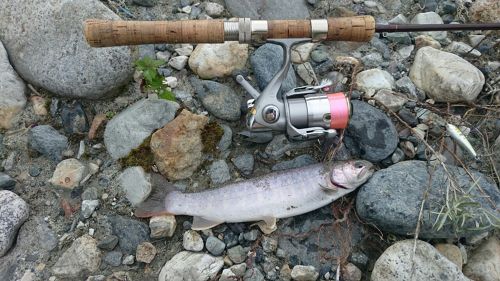 イワナの釣果