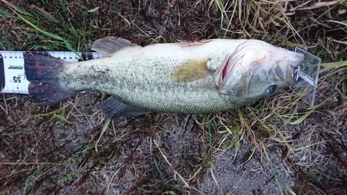 ブラックバスの釣果