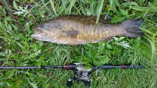 スモールマウスバスの釣果