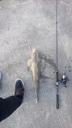 ミナミマゴチの釣果