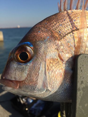 タイの釣果