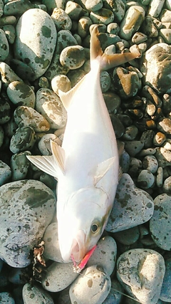 ショゴの釣果