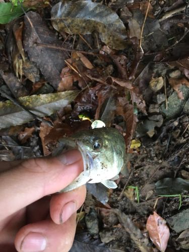 ブラックバスの釣果