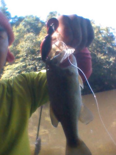 ブラックバスの釣果