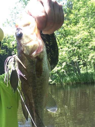 ブラックバスの釣果