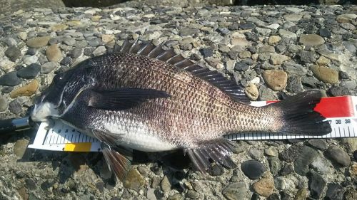 クロダイの釣果