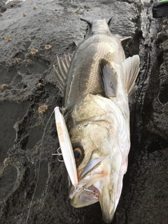 スズキの釣果