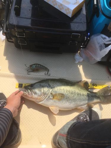 ブラックバスの釣果