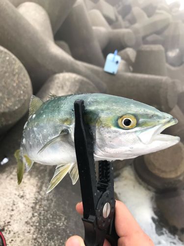 イナダの釣果