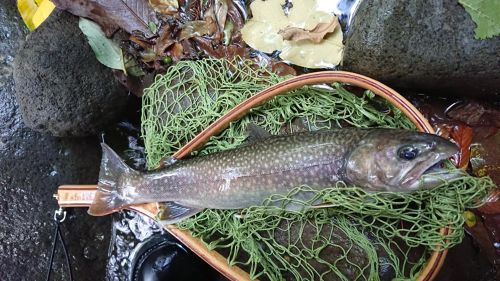 イワナの釣果