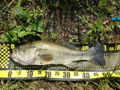 ラージマウスバスの釣果
