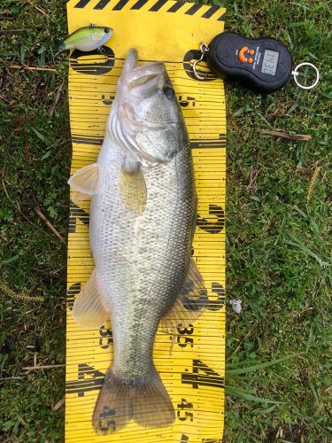 ブラックバスの釣果