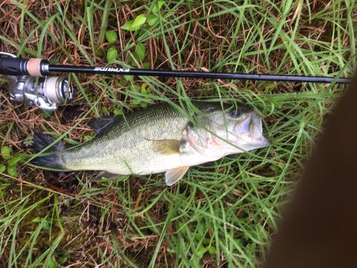 ブラックバスの釣果