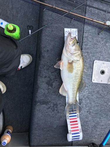 ブラックバスの釣果