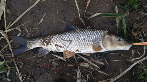 コイの釣果