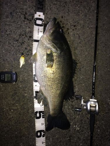 ブラックバスの釣果