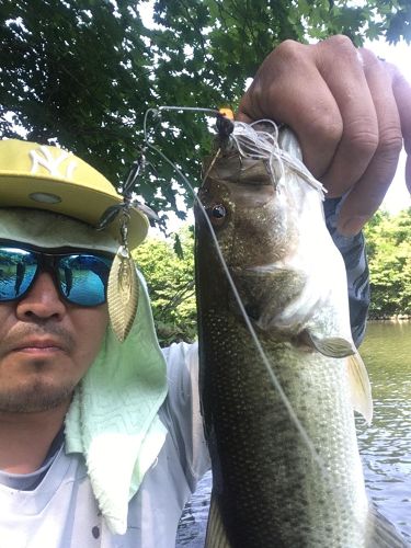 ブラックバスの釣果