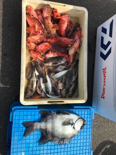 イシダイの釣果